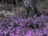 Erica carnea - Schnee-Heide - Ericaceae - Hans Madl