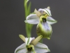 Ophrys montis-leonis oder arachnitiformis ssp.tyrrhena - Monte Leonis oder Tyrrrhenische Ragwurz -Albino -  Orchidaceae - Hans Madl