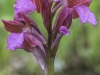 Orchis papilionacea ssp.papilionacea - Schmetterlings-Knabenkraut - Orchidaceae - Hans Madl