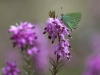 Callophrys Rubi grüner Zipfelfalter, Annamaria Pernstich