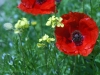 mohn-in-castelluccio