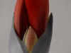 Amaryllis