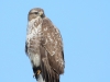 maeusebussard