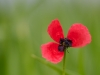 mohn