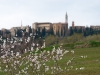 Blüten vor Pienza, Helmuth Pliger