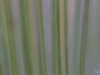 Trauttmansdorff - Enie P.