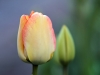 tulpe_1-_monika_g