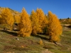 Barbara B. - Herbstgold in Ulten