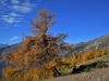 Franz S. - Laerche-herbst-riemerbergl
