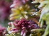 Farbenfrohe Wintervegetation, Ursula