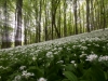 Wald mit Bärlauch