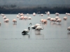 flamingos-karin-bellutti