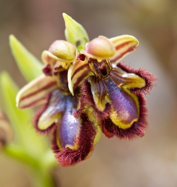 Lateinische Bezeichnung: Ophrys speculum