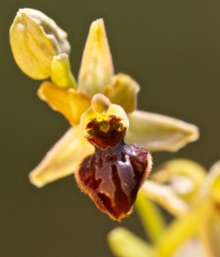 Lateinische Bezeichnung: Ophrys sphegodes