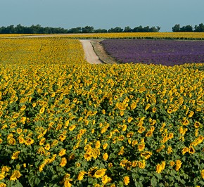 Farbe Lila in Südfrankreich-Provence