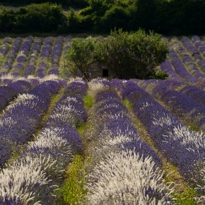 Der Lavendel