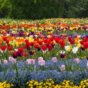 Besuch der Blumeninsel Mainau