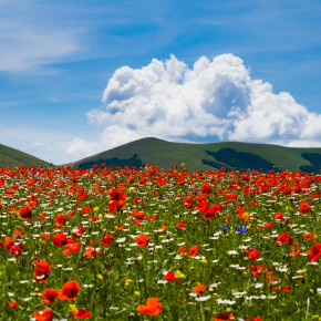 Naturwunder Castelluccio