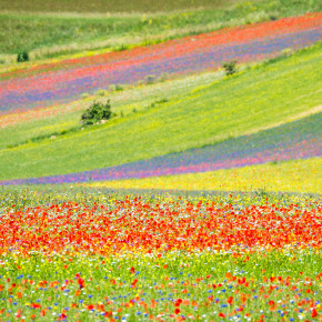 Neue Hoffnung für Castelluccio