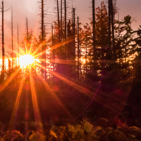 4 Fototage im Bayerischen Wald