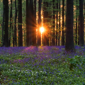 Hallerbos - der Märchenwald