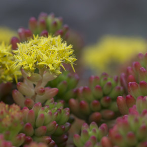 Trauttmansdorff - Die schönsten botanischen Gärten Italiens