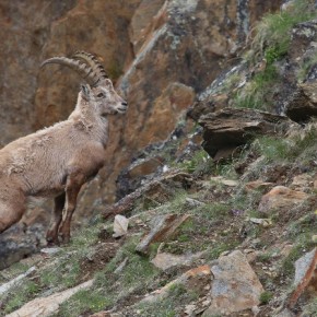 Auf Fotopirsch rund um den Haidersee