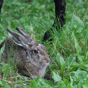 Der Perglhase