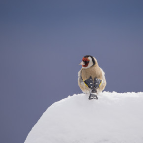 Vogel des Jahres 2016 – Der Stieglitz