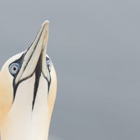 „WELKOAM“ auf Helgoland