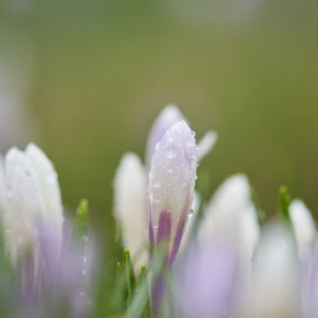 Krokusblüte in Novemberstimmung