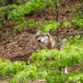 Frühling im bayrischen Wald