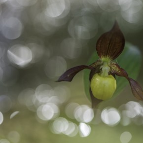 Cypripedium calceolus - Der Frauenschuh - DIE PERLE DER WÄLDER