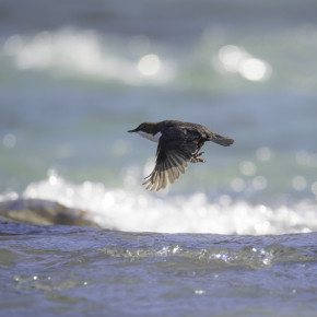 Ein Vogel, der schwimmt + taucht: DIE WASSERAMSEL