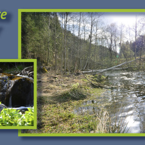 Frühling am Bach