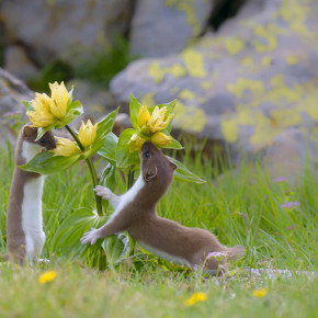 Cercando si cresce „Fotografare il Parco“