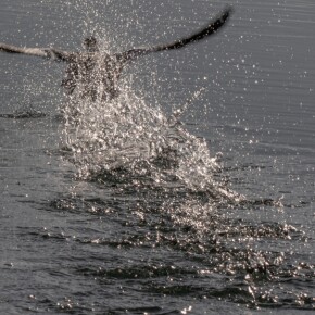 Interner Fotowettbewerb - Wasser