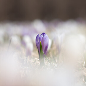 Krokusblüte am Möltner Joch