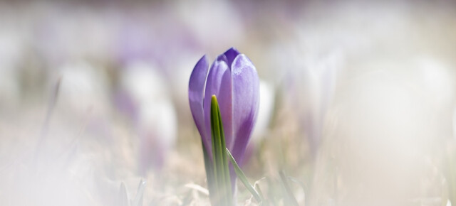 Krokusblüte am Möltner Joch
