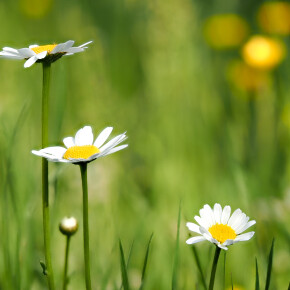 Zwischen Blumen und Wiesen Zwischen Blumen und Wiesen