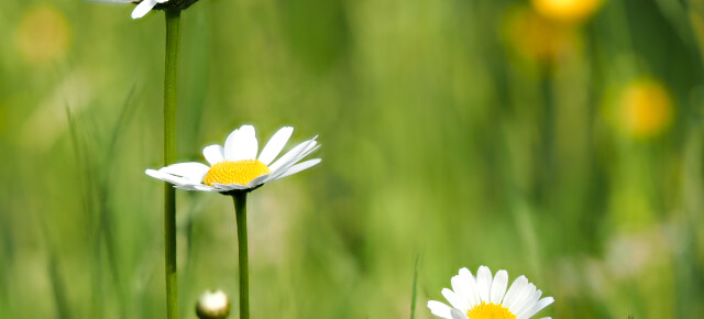 Zwischen Blumen und Wiesen