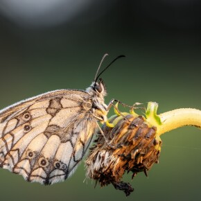 Flügel im Morgentau - Ein Schmetterlingsausflug